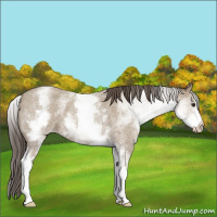 Horse Color:White Spotted Classic Champagne Roan 