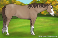 Horse Color:Classic Champagne Splash 