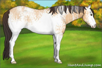 Horse Color:White Spotted Buckskin Ice Dun 