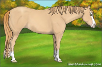 Horse Color:Gold Champagne Splash 
