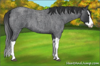 Horse Color:Blue Roan Splash 