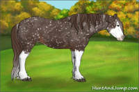 Horse Color:Liver Chestnut Sabino Splash Appaloosa