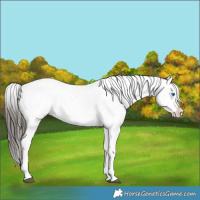 Horse Color:Liver Chestnut Sabino Splash Snowflake Varnish