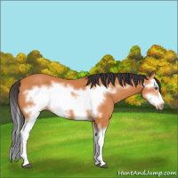 Horse Color:Bay Splash Frame