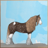 Horse Color:Liver Chestnut Sabino Splash Appaloosa 