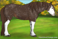 Horse Color:Liver Chestnut Sabino Splash Appaloosa 