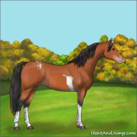 Horse Color:Bay Tobiano Varnish Rabicano 