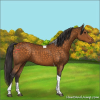 Horse Color:Buckskin Tobiano