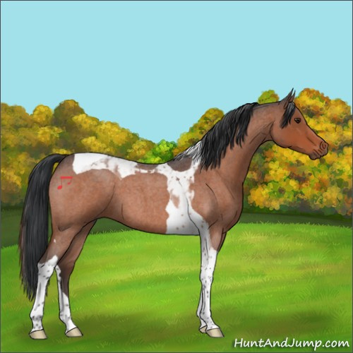 Horse Color:Brown Roan Tobiano 