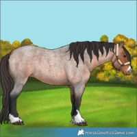 Horse Color:Bay Roan 