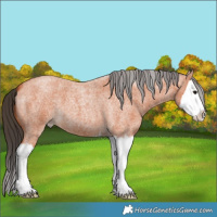 Horse Color:Bay Roan Splash
