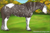 Horse Color:Liver Chestnut Sabino Splash Snowcap
