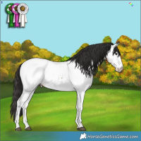 Horse Color:White Spotted Buckskin Appaloosa 