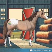 Horse Color:Bay Dun Appaloosa 