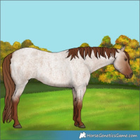 Horse Color:Red Dun Roan 