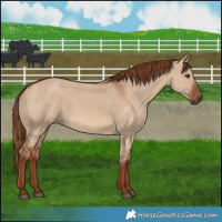 Horse Color:Red Dun 