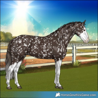 Horse Color:Liver Chestnut Sabino Splash Snowflake Varnish