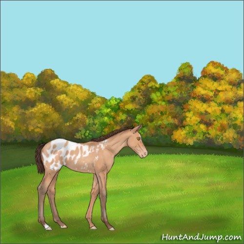 Horse Color:Amber Champagne Sabino Appaloosa 