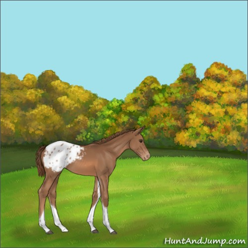 Horse Color:Chestnut Tobiano Appaloosa 
