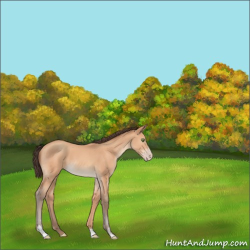 Horse Color:Sable Champagne Sabino 