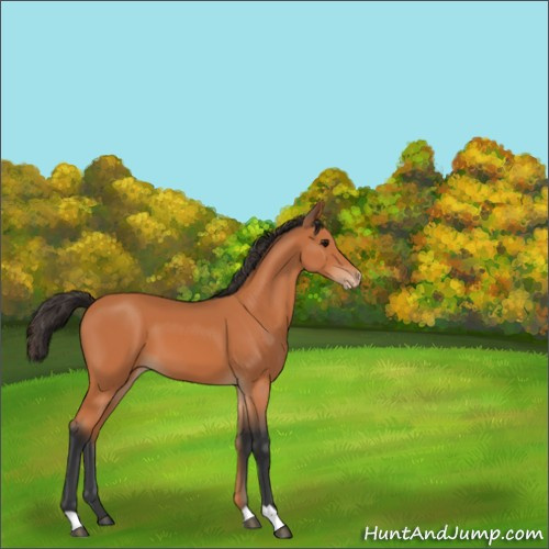 Horse Color:Bay Appaloosa 