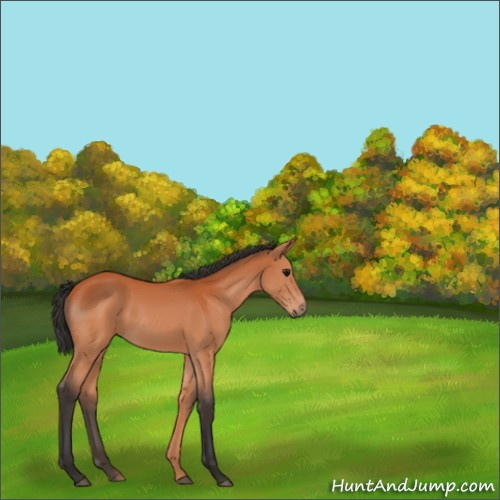 Horse Color:Bay 