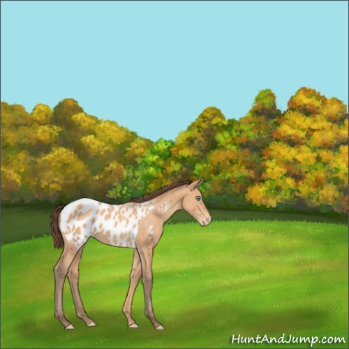 Horse Color:Amber Champagne Sabino Appaloosa 