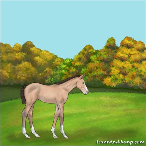 Horse Color:Amber Champagne Splash 