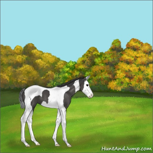 Horse Color:Black Sabino Splash Tobiano 