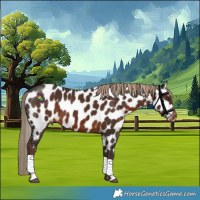 Horse Color:Liver Chestnut Near Leopard 