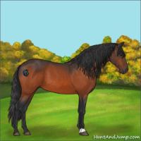 Horse Color:Brown 