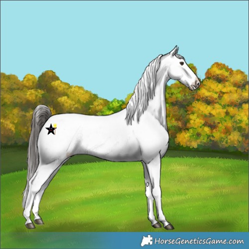 Horse Color:Liver Chestnut Sabino Splash Appaloosa 