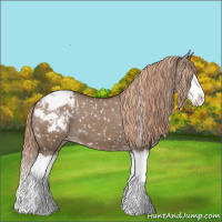 Horse Color:Liver Red Dun Sabino Splash Appaloosa 
