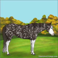 Horse Color:Liver Chestnut Sabino Splash Appaloosa 