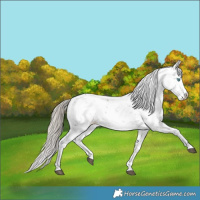 Horse Color:Liver Chestnut Sabino Splash Snowflake Varnish
