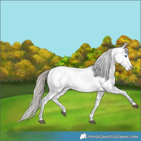 Horse Color:Liver Chestnut Sabino Splash Appaloosa