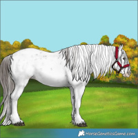 Horse Color:Liver Chestnut Sabino Splash Appaloosa