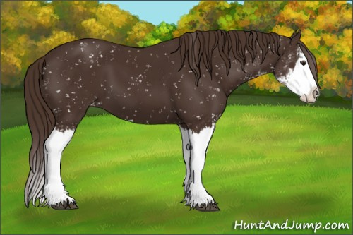 Horse Color:Liver Chestnut Sabino Splash Appaloosa 