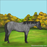 Horse Color:Blue Roan 