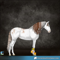 Horse Color:White Spotted Brown Pearl Splash