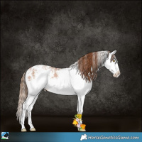 Horse Color:White Spotted Brown Pearl Splash