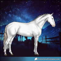 Horse Color:Liver Chestnut Pearl Sabino Splash Appaloosa 