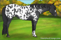 Horse Color:Blue Roan Appaloosa