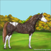 Horse Color:Liver Chestnut Sabino Splash Appaloosa