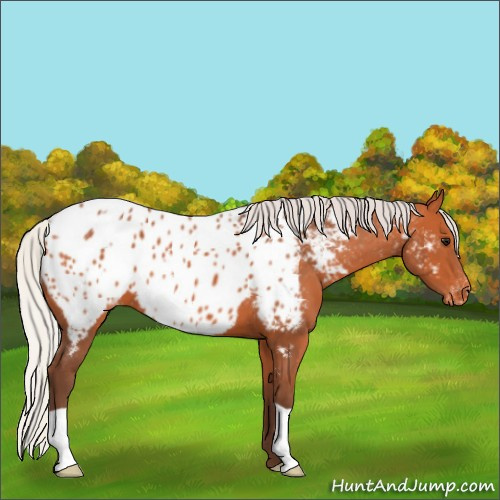 Horse Color:Silver Bay Appaloosa 