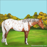 Horse Color:Silver Bay Appaloosa 