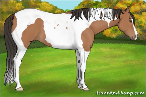 Horse Color:Bay Tobiano 