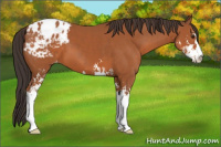 Horse Color:Bay Sabino Appaloosa 