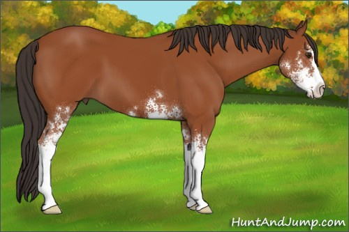 Horse Color:Bay Sabino 