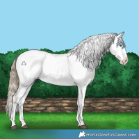 Horse Color:Liver Red Dun Sabino Splash Appaloosa 